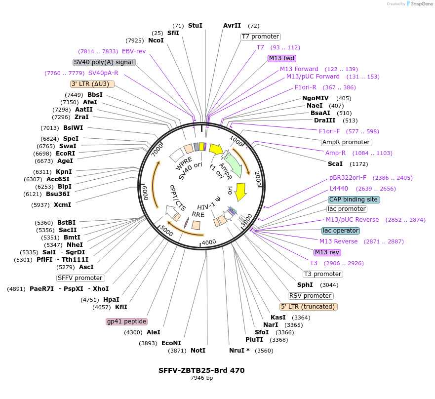 219371-plasmid-map-sequence-id-449097