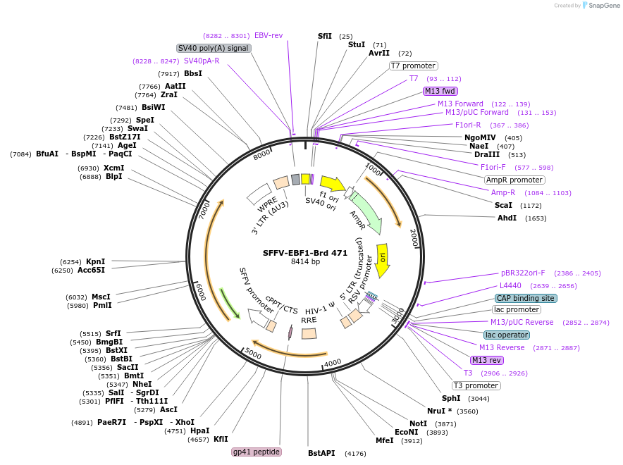 219372-plasmid-map-sequence-id-449098