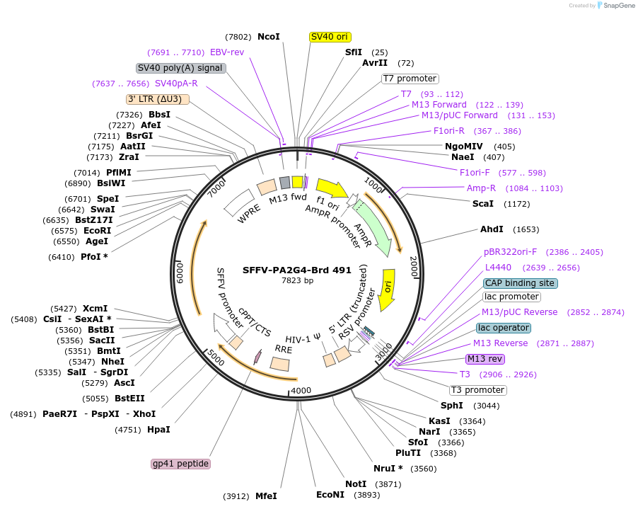 219386-plasmid-map-sequence-id-449100