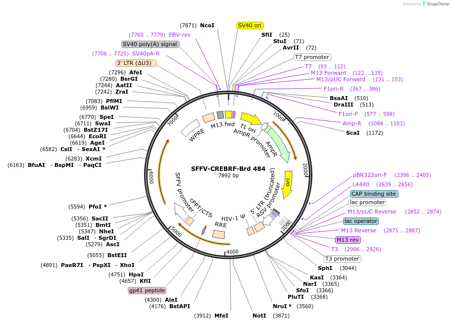 219382-plasmid-map-sequence-id-449101