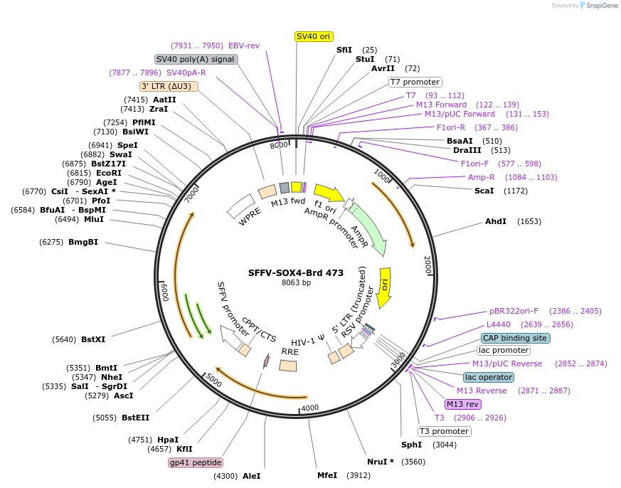 219374-plasmid-map-sequence-id-449104