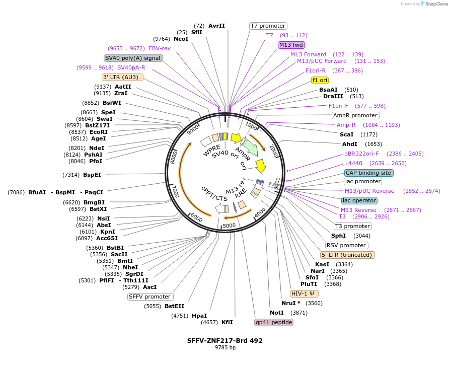 219387-plasmid-map-sequence-id-449105