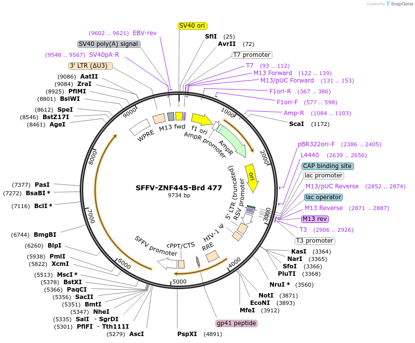 219377-plasmid-map-sequence-id-449106