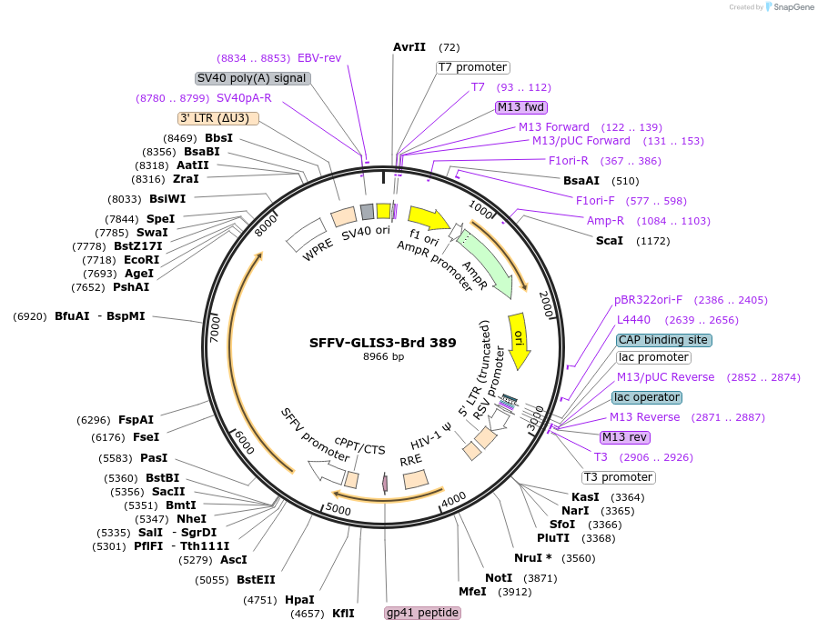 219313-plasmid-map-sequence-id-449109