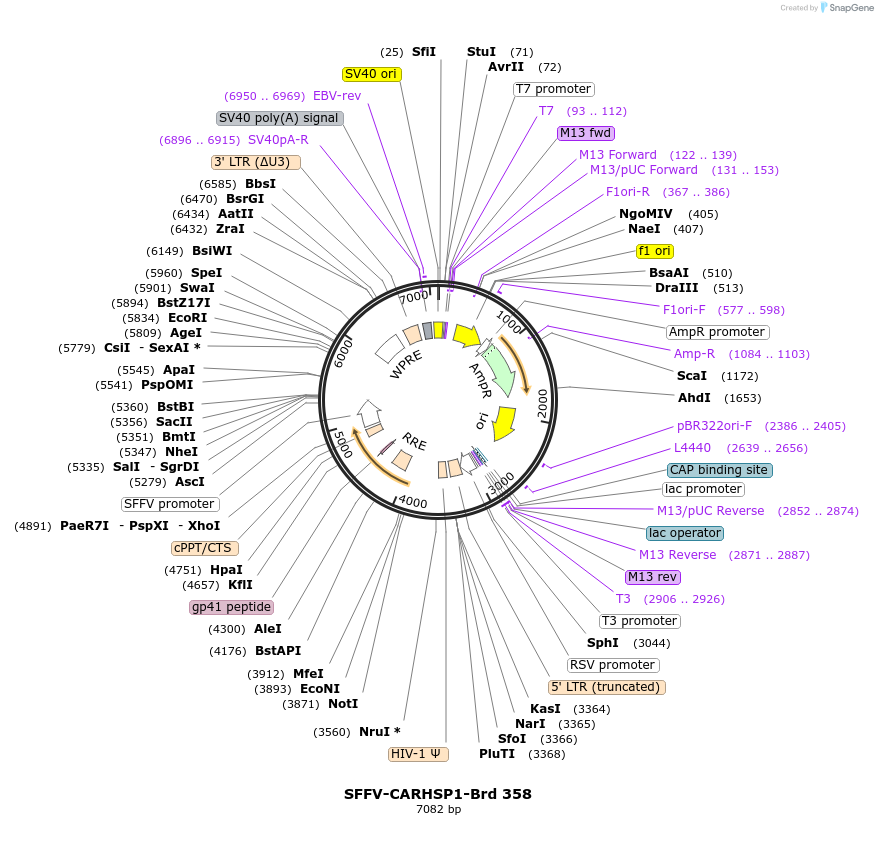 219284-plasmid-map-sequence-id-449110