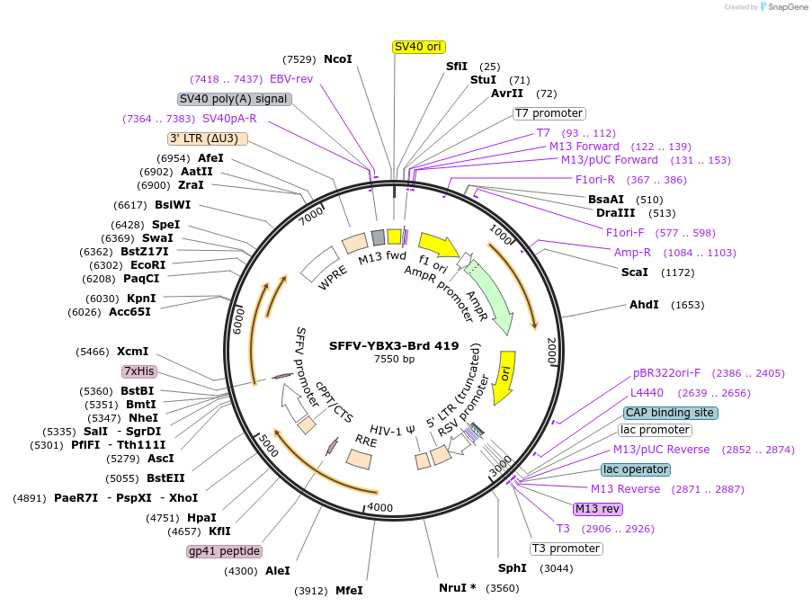 219337-plasmid-map-sequence-id-449111
