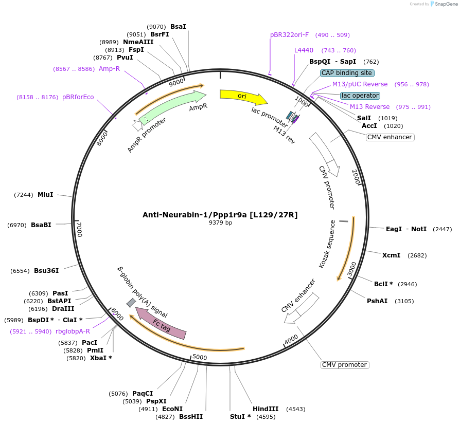225368-plasmid-map-sequence-id-449117