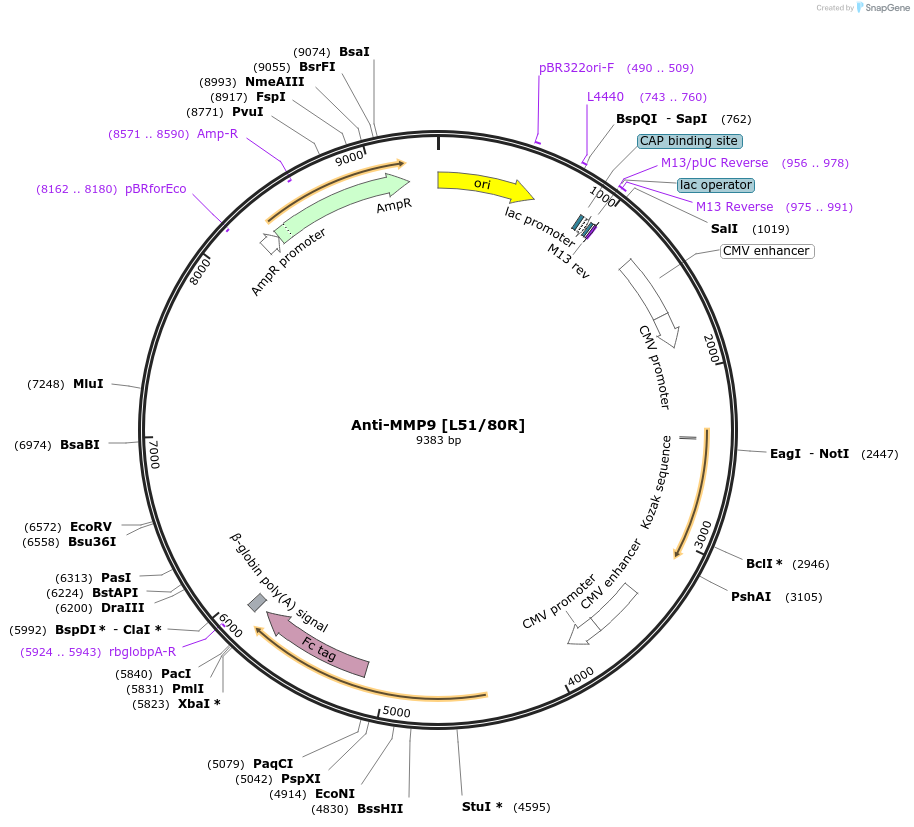 225374-plasmid-map-sequence-id-449121