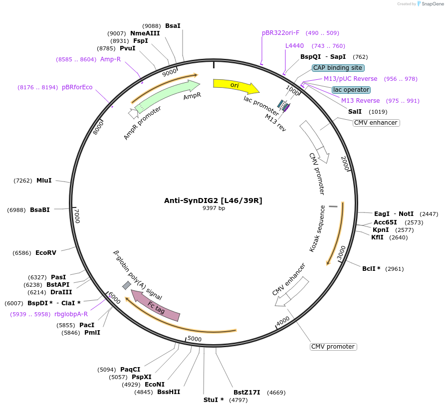 225372-plasmid-map-sequence-id-449123