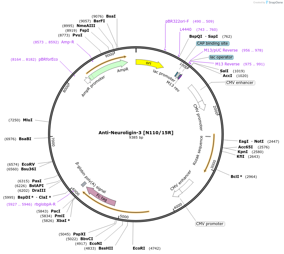 225376-plasmid-map-sequence-id-449125