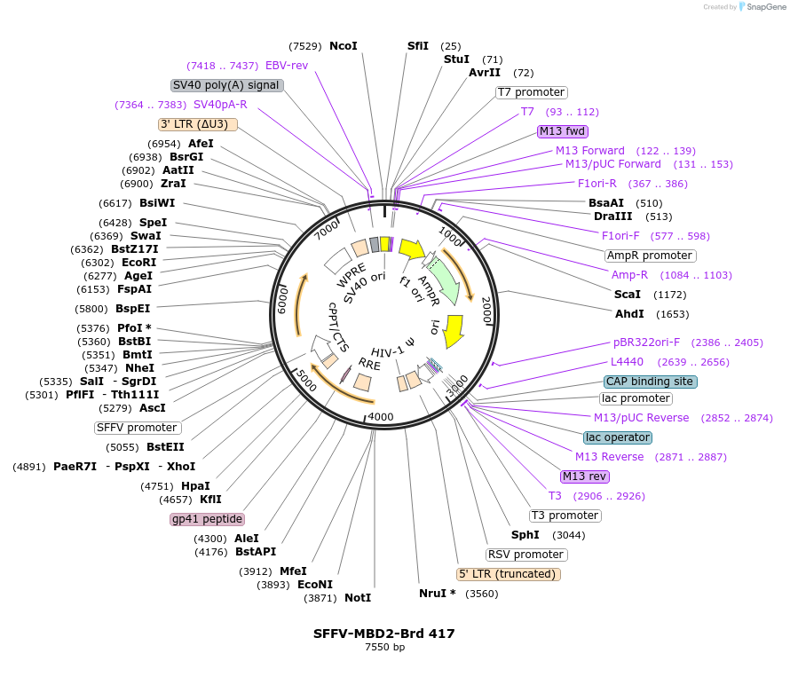 219336-plasmid-map-sequence-id-449126