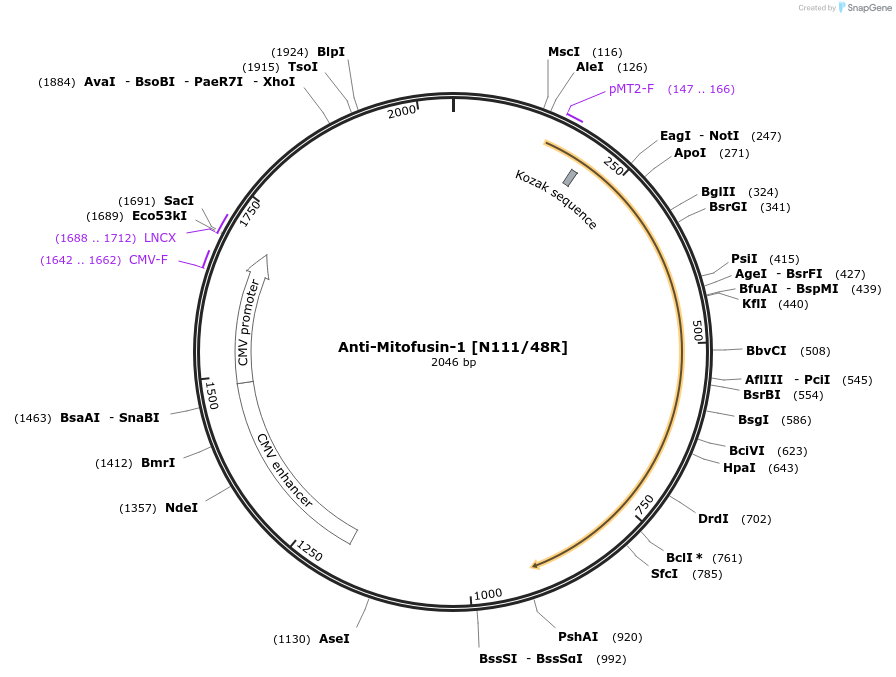 225378-plasmid-map-sequence-id-449127