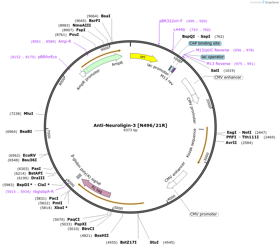 225401-plasmid-map-sequence-id-449128