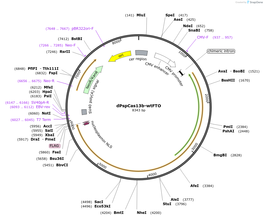 223696-plasmid-map-sequence-id-449144