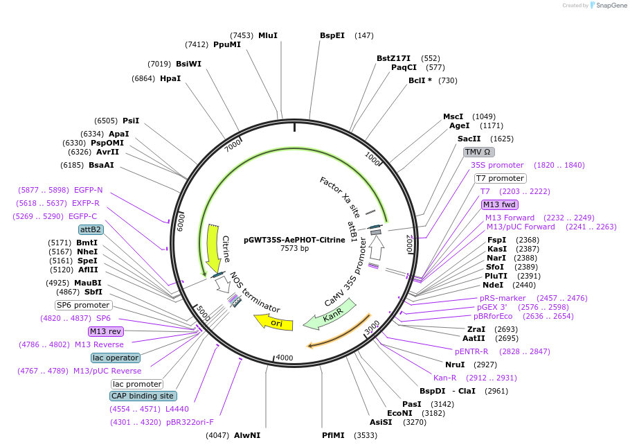 220105-plasmid-map-sequence-id-449147