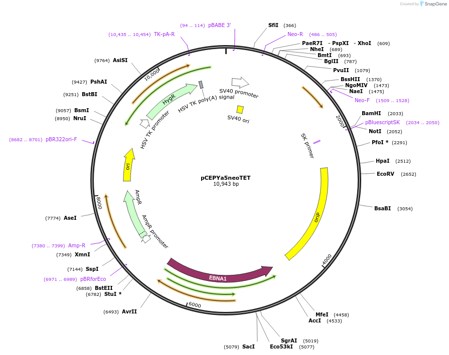 78654-plasmid-map-sequence-id-449149