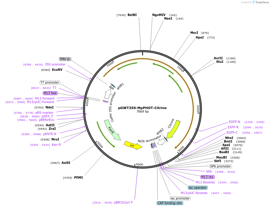 220106-plasmid-map-sequence-id-449150