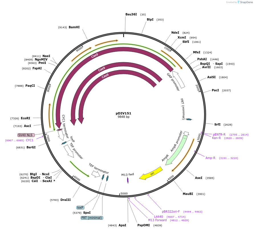 226180-plasmid-map-sequence-id-449151