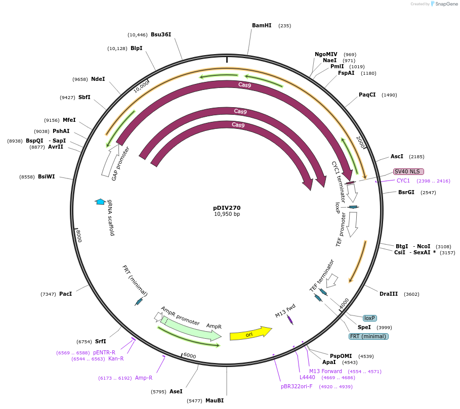 226181-plasmid-map-sequence-id-449152