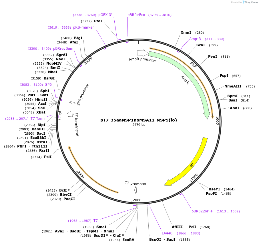 220827-plasmid-map-sequence-id-449169