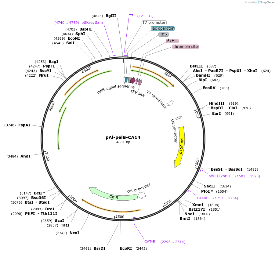 226993-plasmid-map-sequence-id-449170