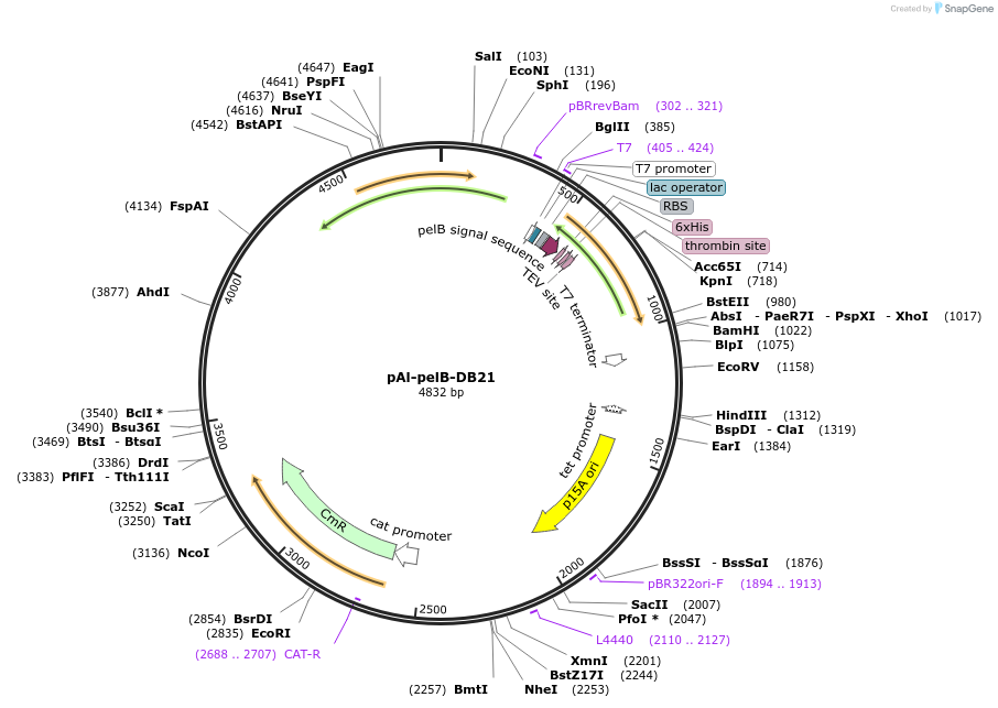 226994-plasmid-map-sequence-id-449172