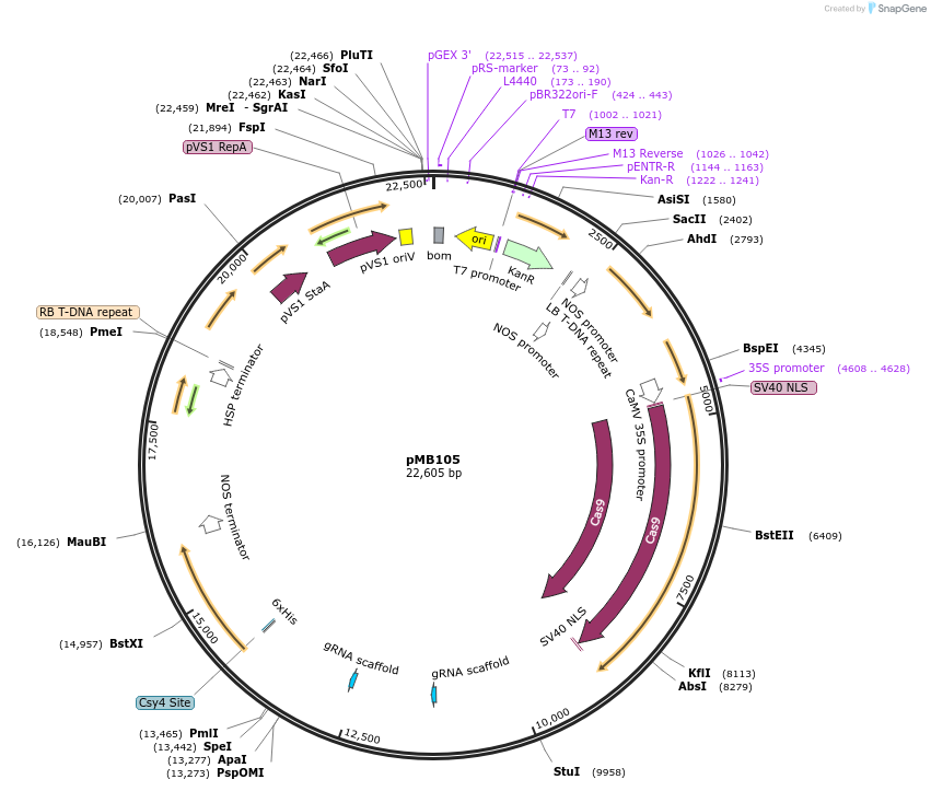 223016-plasmid-map-sequence-id-449176