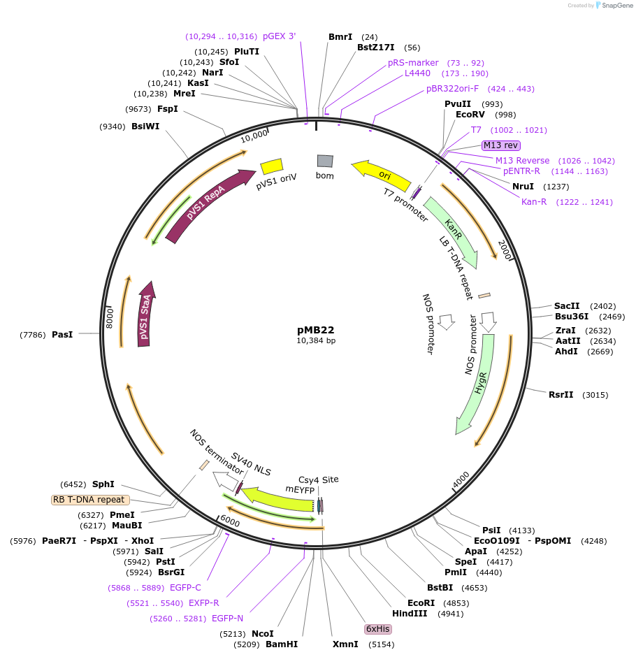223006-plasmid-map-sequence-id-449177