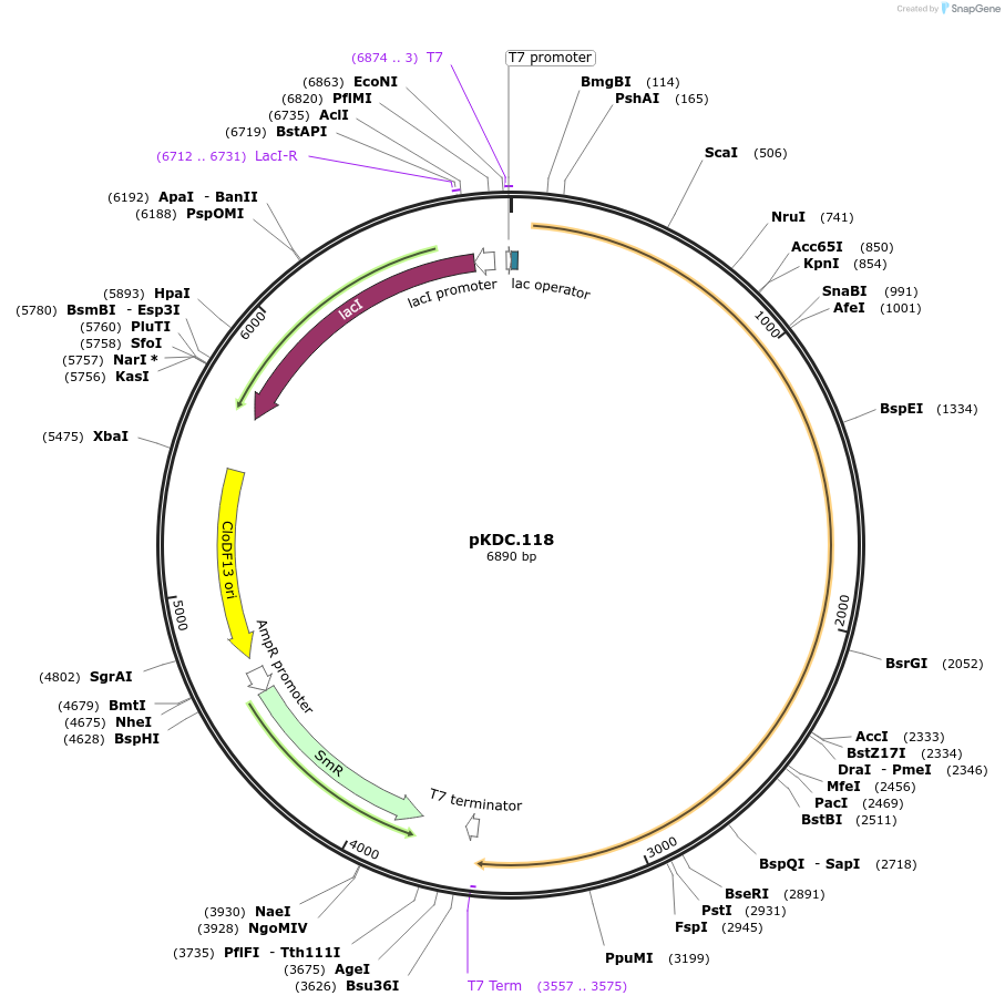 227188-plasmid-map-sequence-id-449187