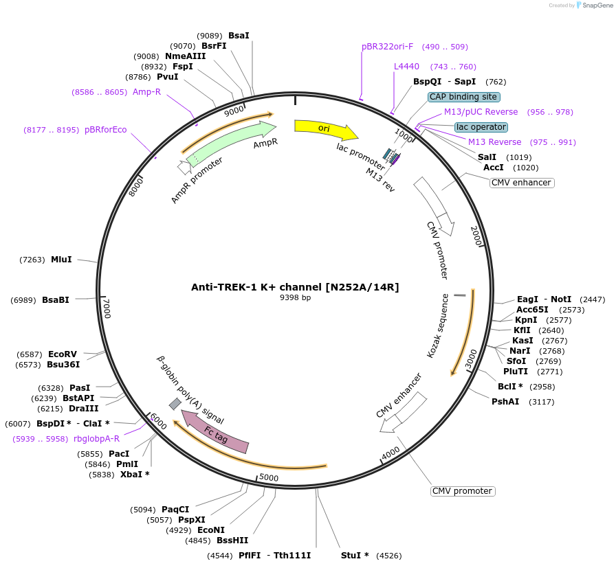 225384-plasmid-map-sequence-id-449188