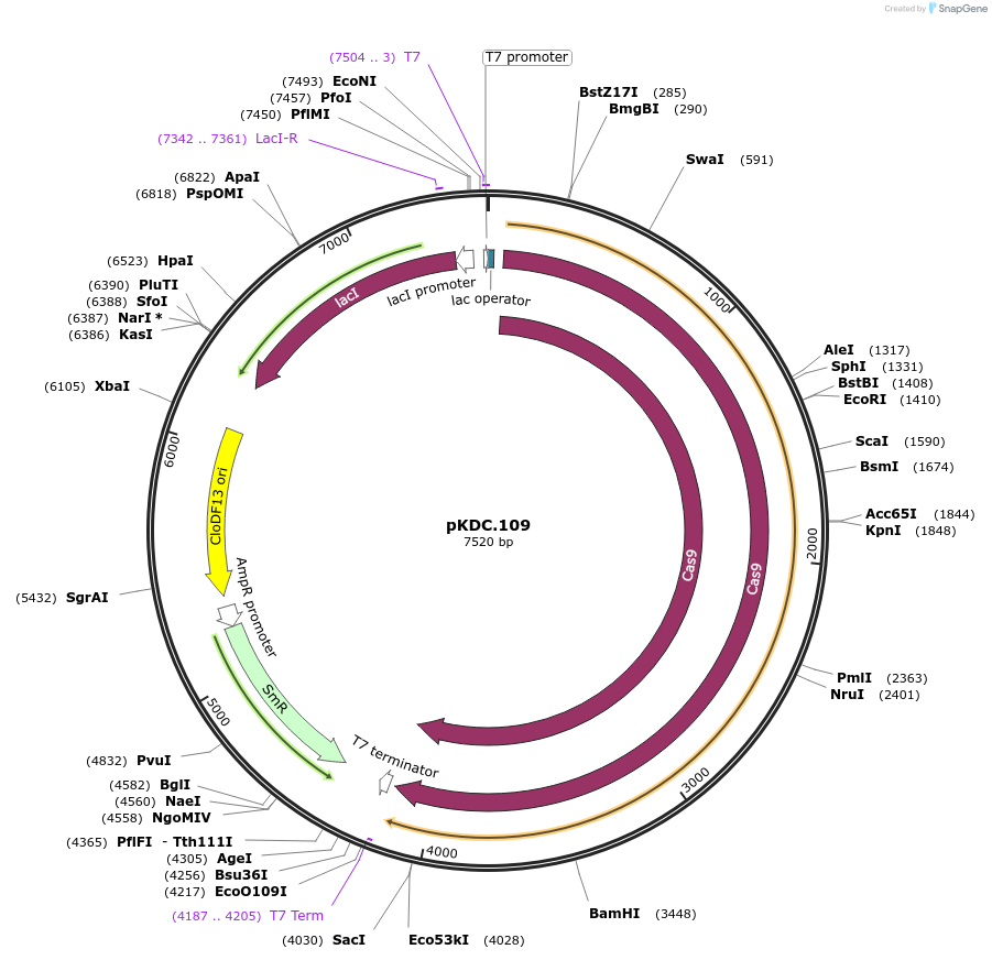 227189-plasmid-map-sequence-id-449194