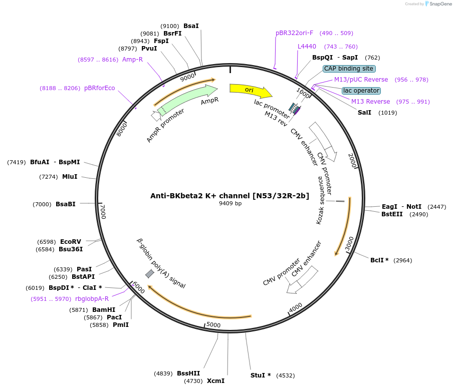225414-plasmid-map-sequence-id-449197