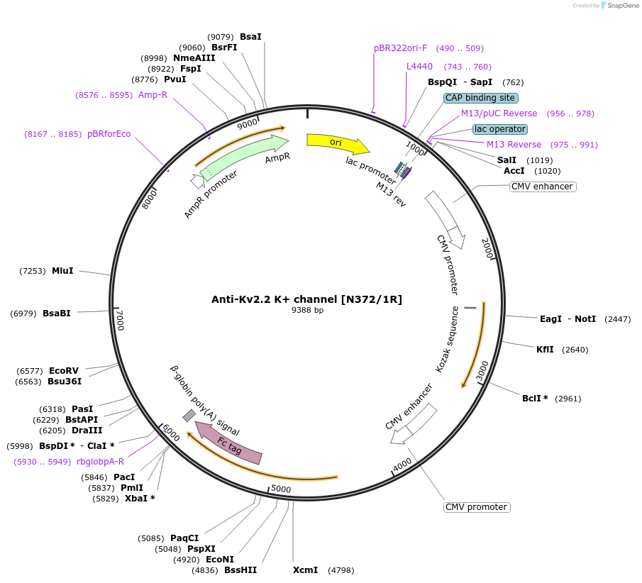 225391-plasmid-map-sequence-id-449236