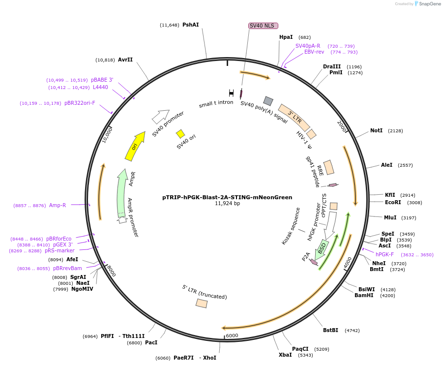 227186-plasmid-map-sequence-id-449284