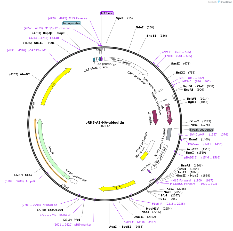 220145-plasmid-map-sequence-id-449285