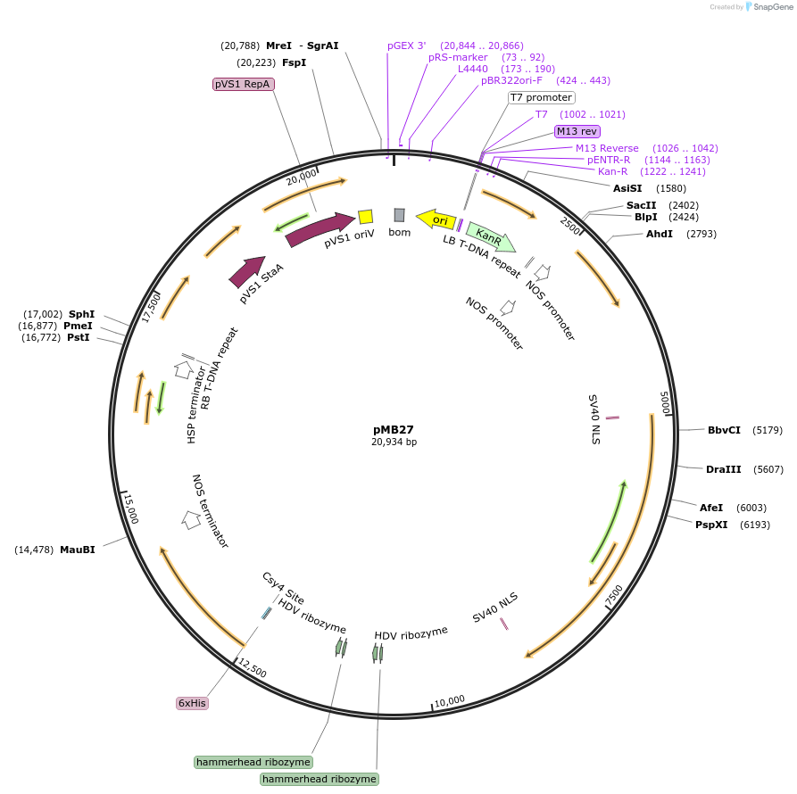 223010-plasmid-map-sequence-id-449328