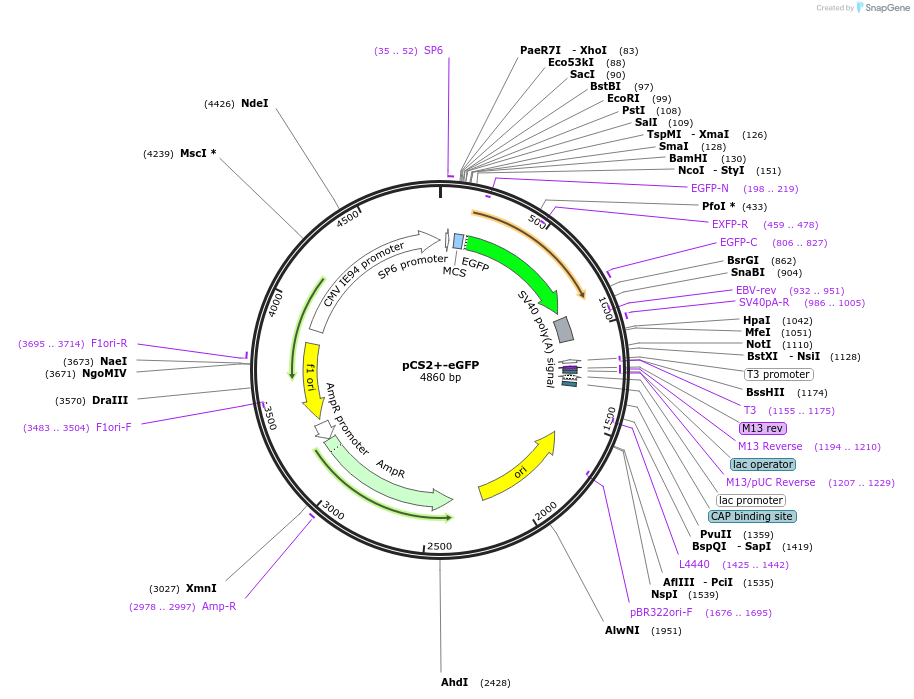 221710-plasmid-map-sequence-id-449334