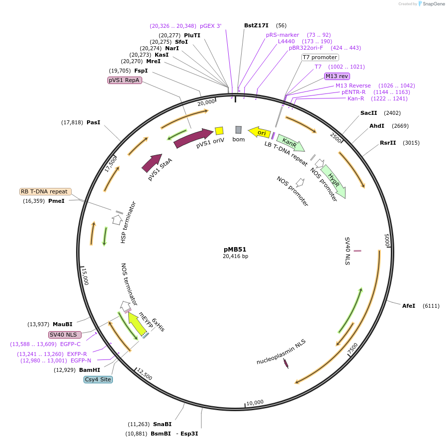 223013-plasmid-map-sequence-id-449335