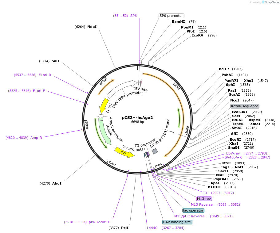 221718-plasmid-map-sequence-id-449343
