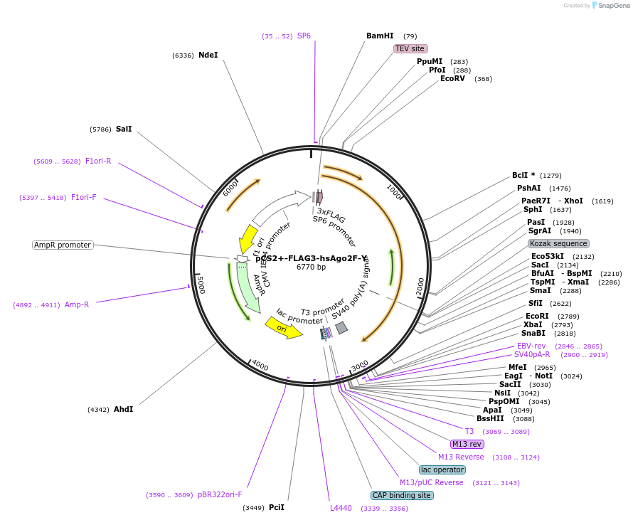 221722-plasmid-map-sequence-id-449348