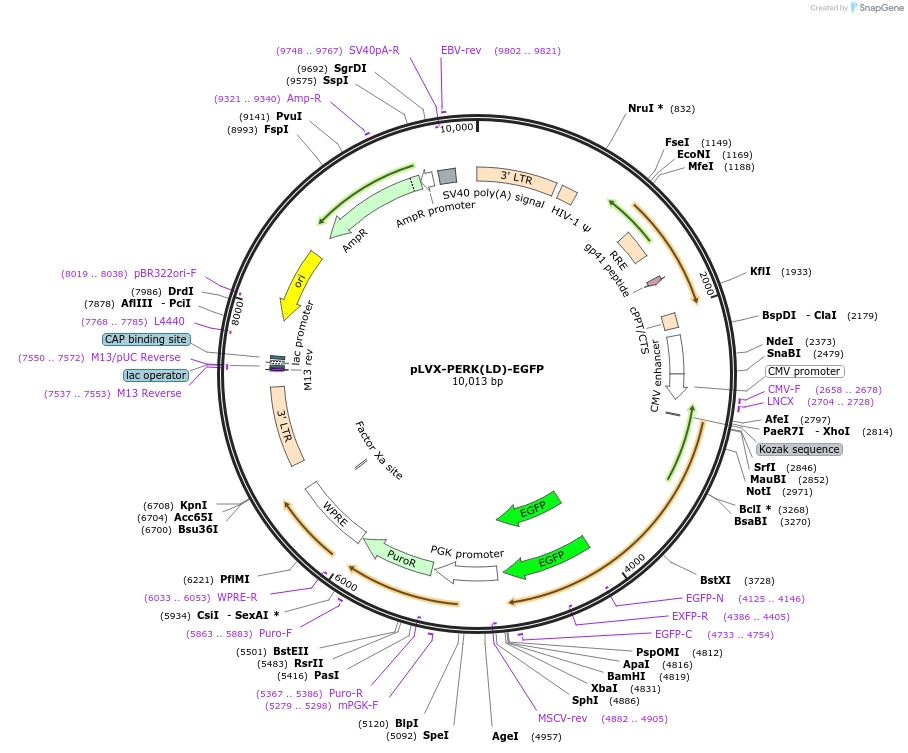 225680-plasmid-map-sequence-id-449358