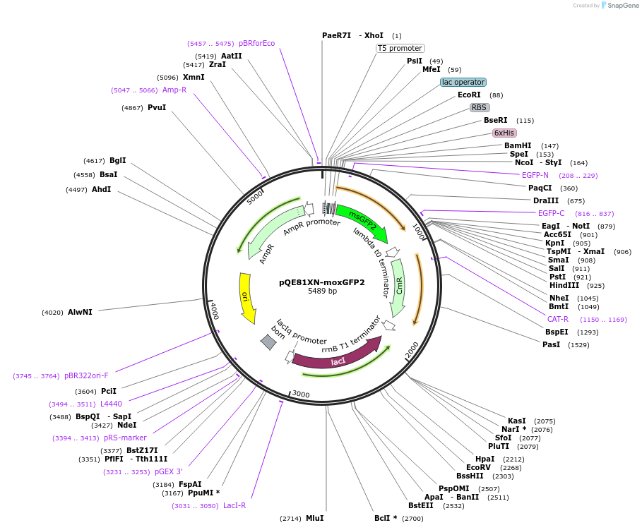 218962-plasmid-map-sequence-id-449368