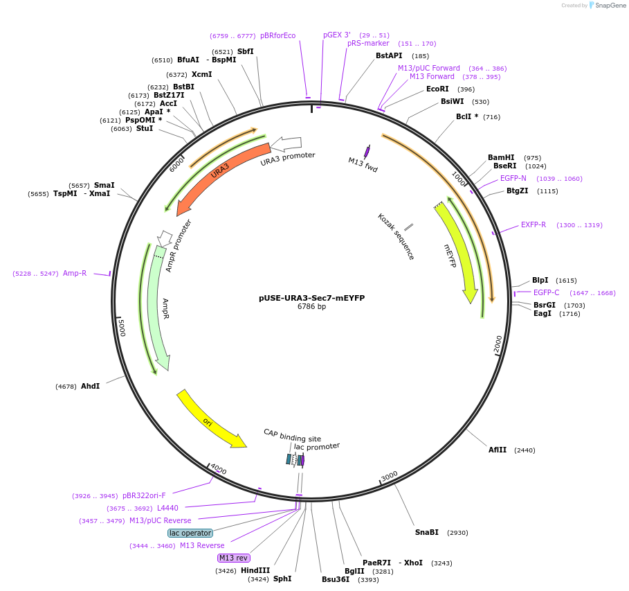 218968-plasmid-map-sequence-id-449369