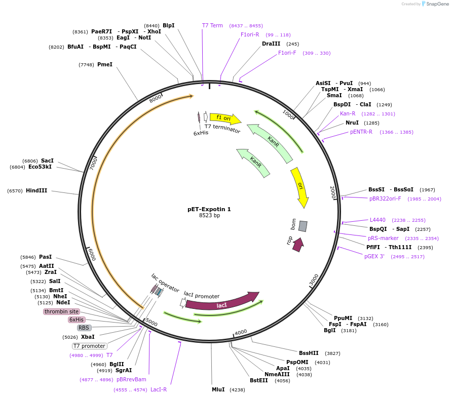 42047-plasmid-map-sequence-id-449376
