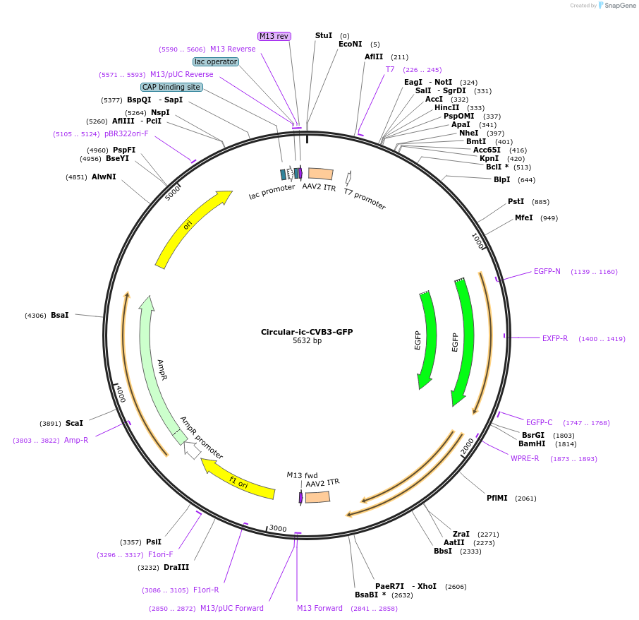 226260-plasmid-map-sequence-id-449395