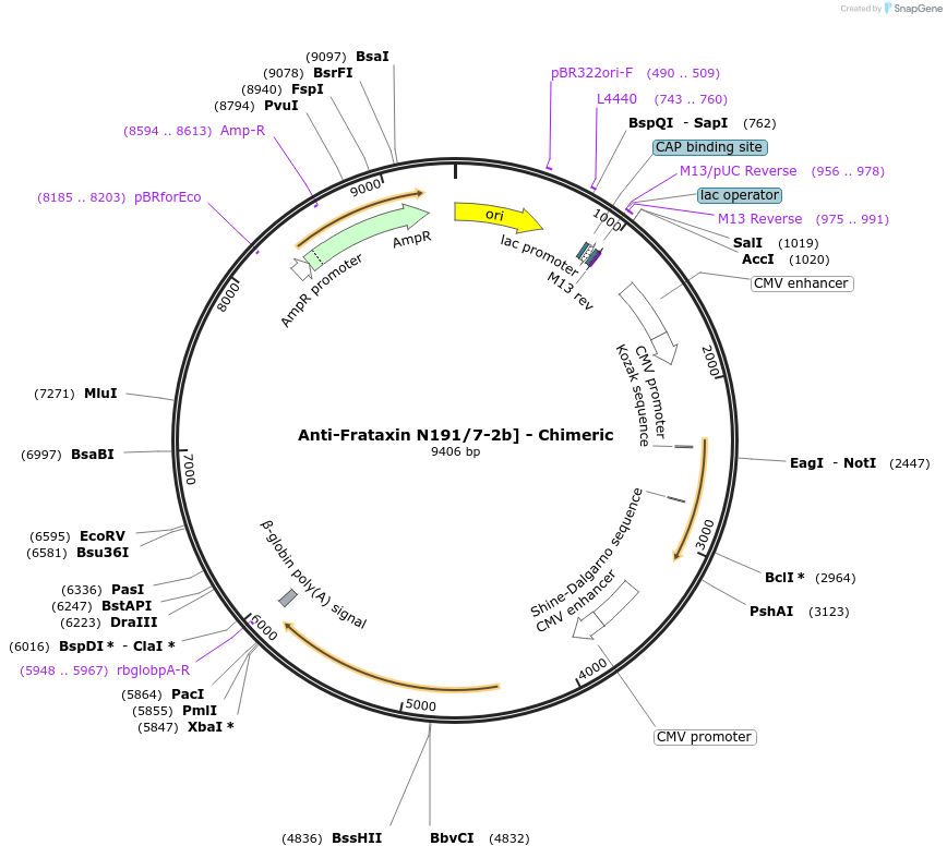 227031-plasmid-map-sequence-id-449401