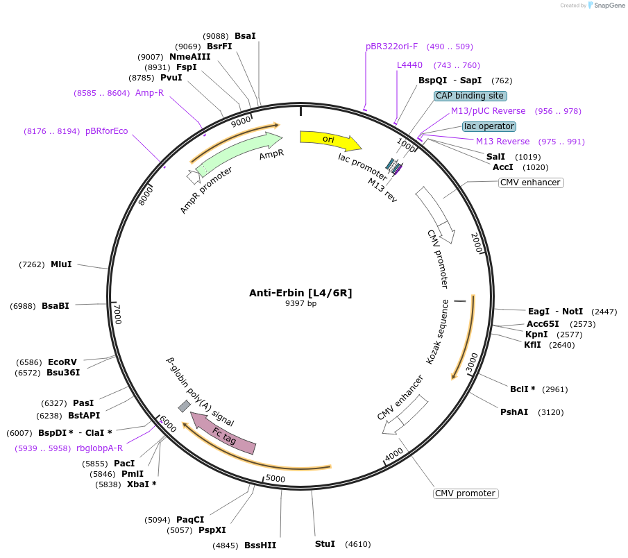 227019-plasmid-map-sequence-id-449407