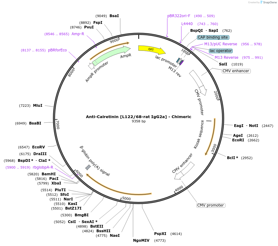 227044-plasmid-map-sequence-id-449437