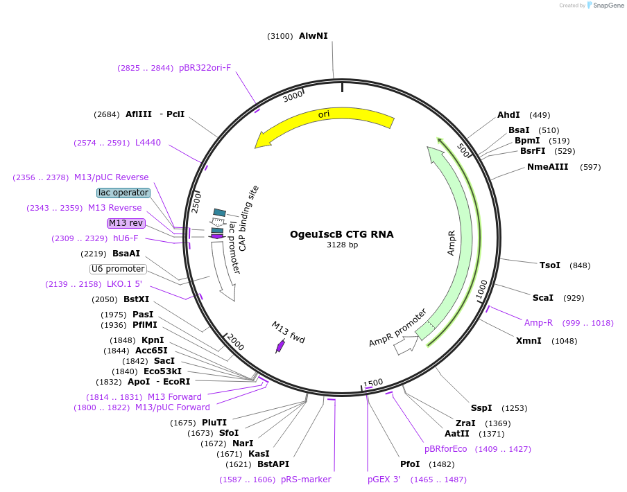 222865-plasmid-map-sequence-id-449444