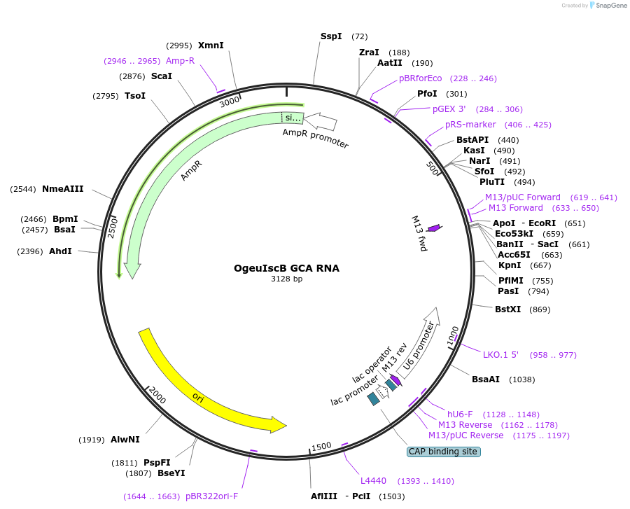 222864-plasmid-map-sequence-id-449452